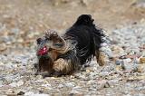 YORKSHIRE TERRIER 400
